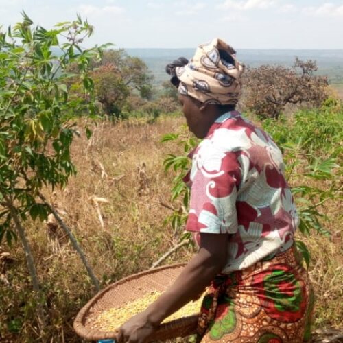 Nyarugusu (Tanzania): mpango wa chakula PAM (WFP) uligawa maharagwe yasioweka kutumiwa na wakimbizi