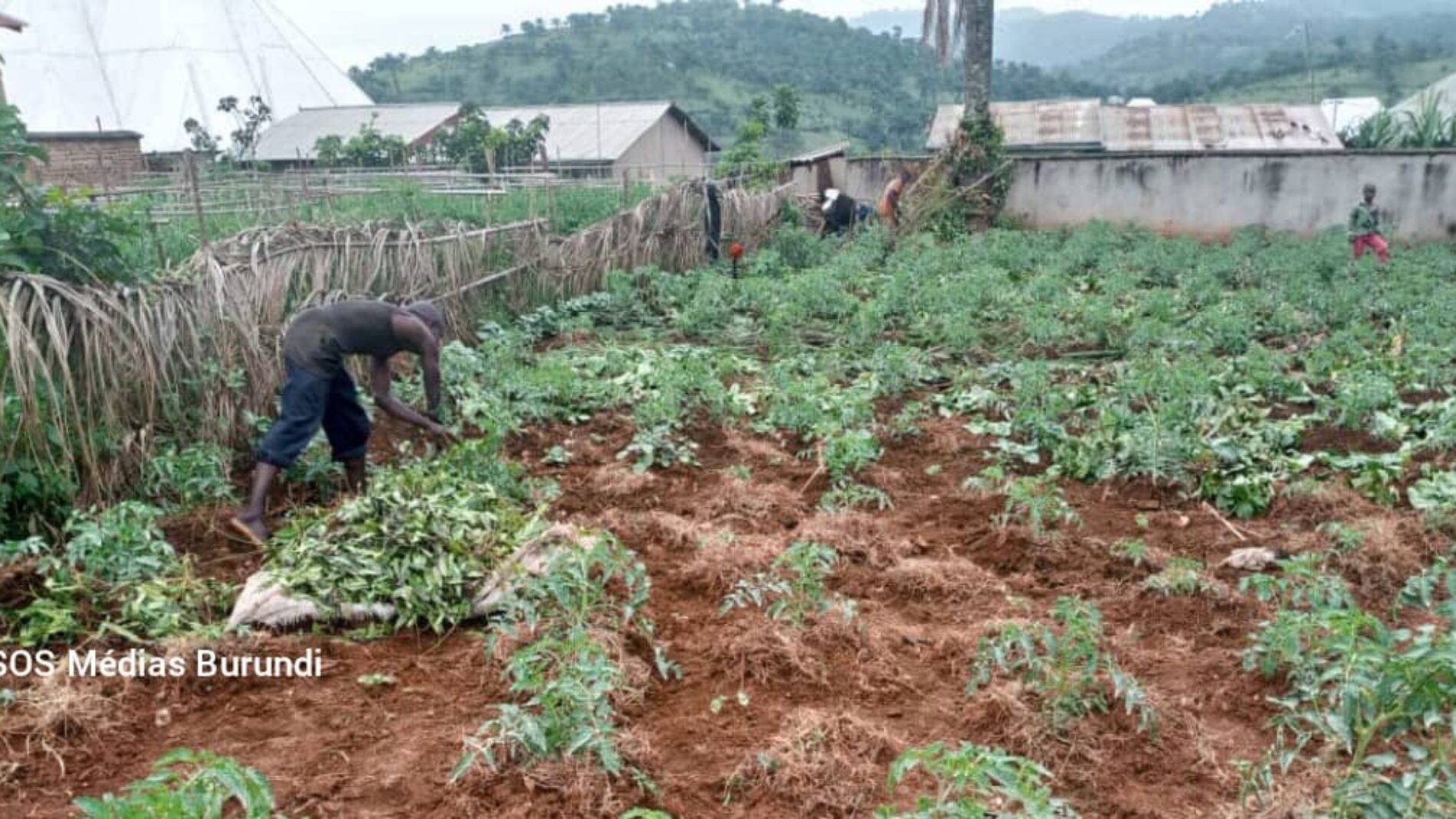 Musigati : les habitants craignent la famine