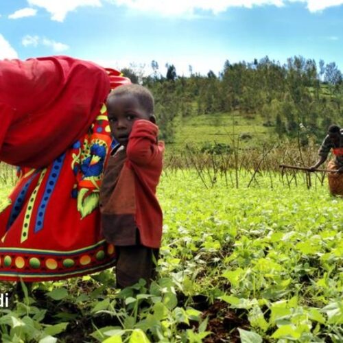 Burundi : $21 million granted by the African Development Bank to support the agricultural sector
