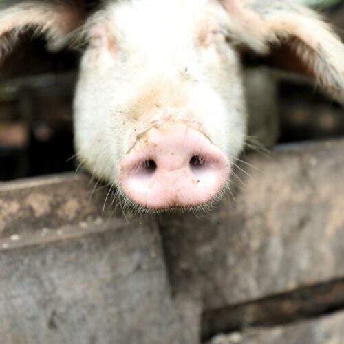 Giteranyi: an unidentified disease is decimating pigs