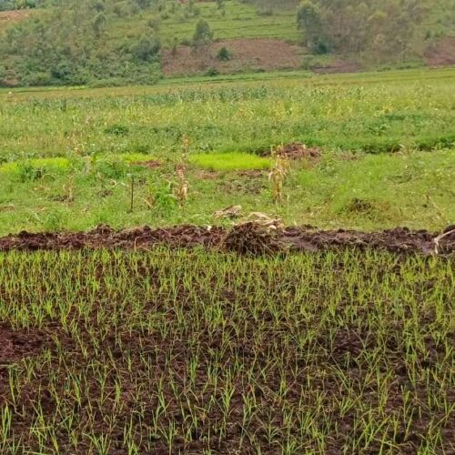 Rutana-Ruyigi : le gouvernement chasse des riziculteurs de cinq marais