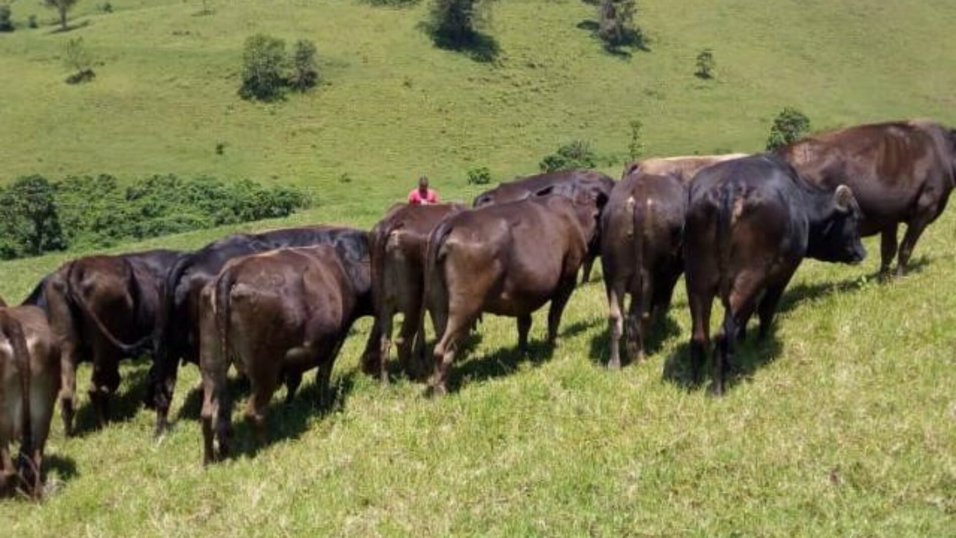 Nord-Kivu : les populations victimes de pillages dans les zones de combat dans le territoire de Masisi