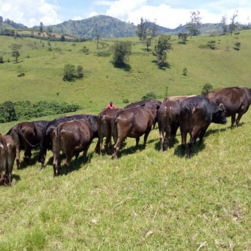 Nord-Kivu : les populations victimes de pillages dans les zones de combat dans le territoire de Masisi