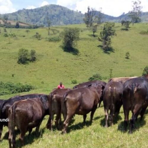 North Kivu: the populations victims of looting in the combat zones in the Masisi territory
