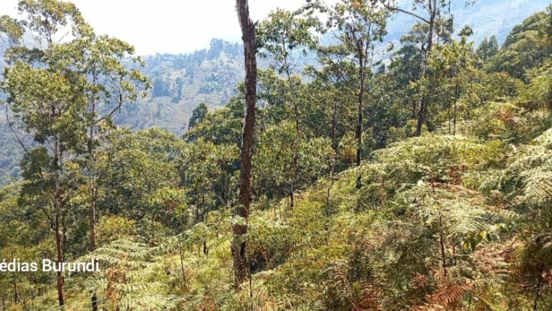 Cibitoke-Bukinanyana : deux Imbonerakure arrêtés pour collaboration avec les rebelles rwandais FLN