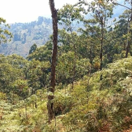 Cibitoke-Bukinanyana : deux Imbonerakure arrêtés pour collaboration avec les rebelles rwandais FLN