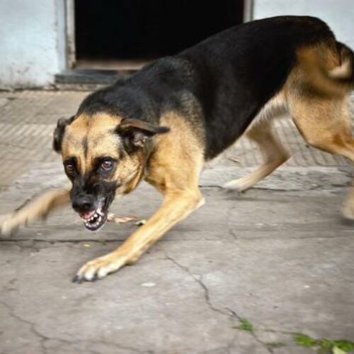 Muyinga : des chiens enragés sèment la panique dans la commune de Gasorwe