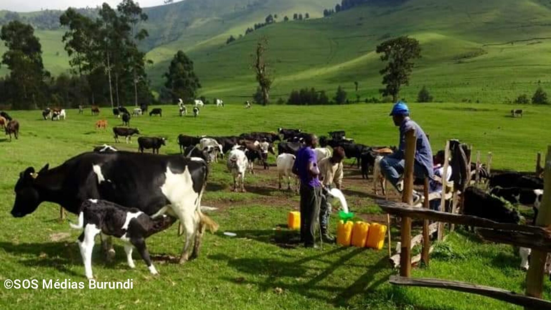 Masisi : une hausse du prix du lait et des produits laitiers désole les consommateurs