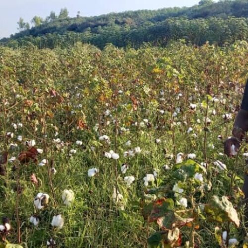 Cibitoke : grogne des cotonculteurs à Rugombo