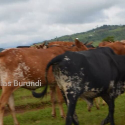 RDC (Mikenge) : les miliciens Maï Maï accusés d&rsquo;avoir pillé plus d&rsquo;une trentaine de vaches