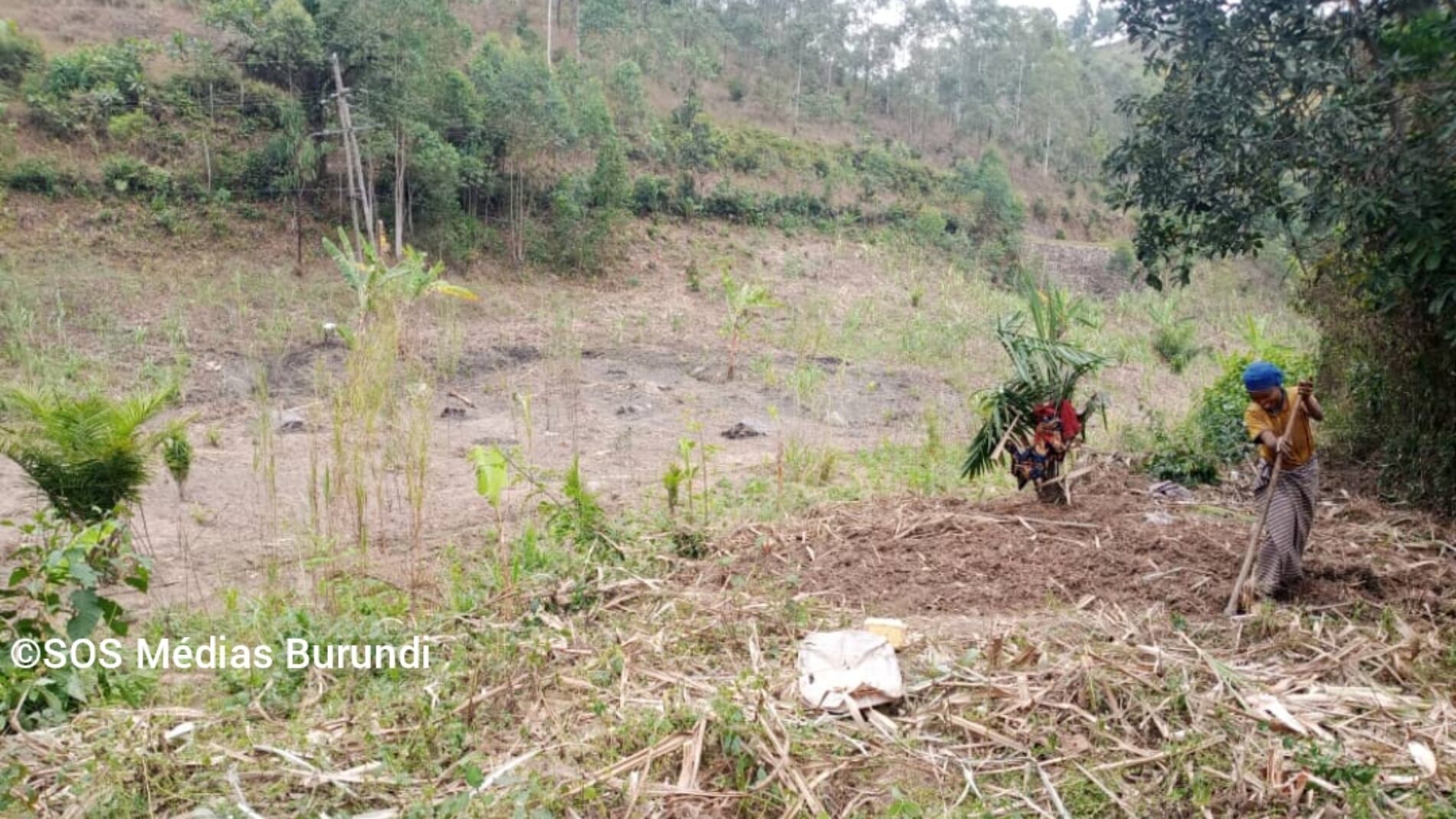 Musigati : ordre de déraciner 50 hectares de cannes à sucre