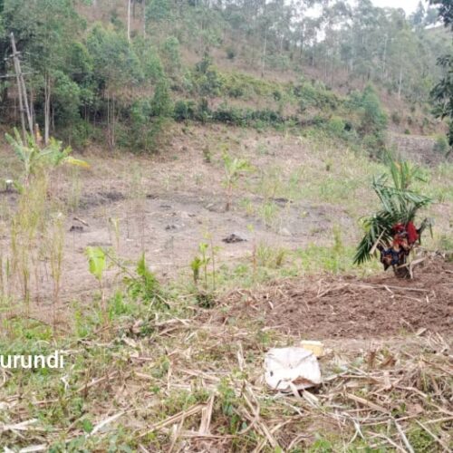 Musigati : ordre de déraciner 50 hectares de cannes à sucre