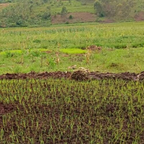 Giharo : indignation chez les riziculteurs des marais de Mukazye après trois mois sans irrigation de leurs rizières