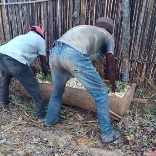Meheba (Zambie) : la bière de banane brassée à la burundaise au camp de Meheba