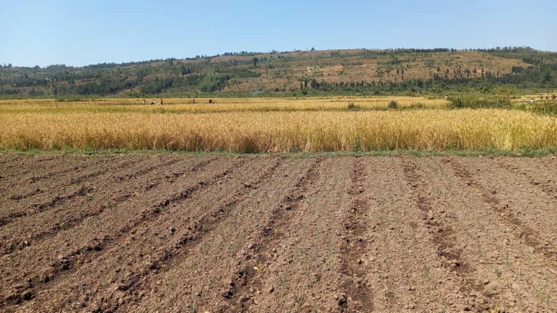 Cibitoke : corn producers grumble
