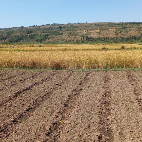 Makamba : manque de semences sélectionnées, inquiétude chez les agriculteurs