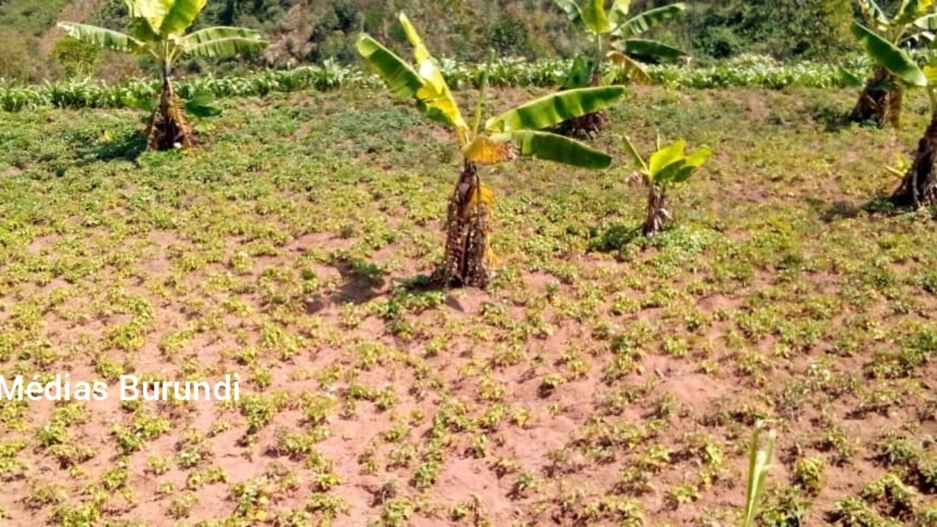 Bururi : une saison culturale A sans semences de pomme de terre