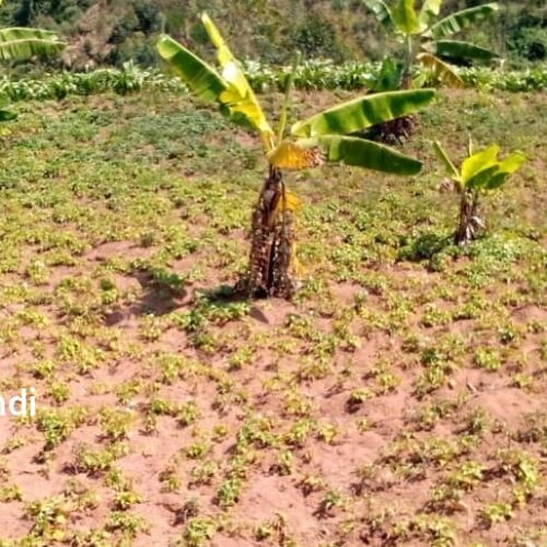 Bururi : une saison culturale A sans semences de pomme de terre