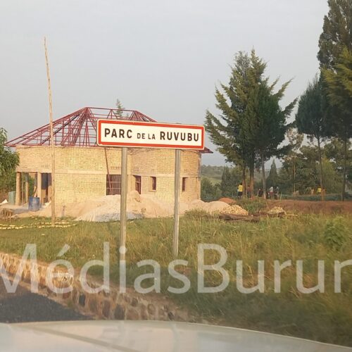 Muyinga : des animaux du parc national de la Ruvubu ravagent des champs