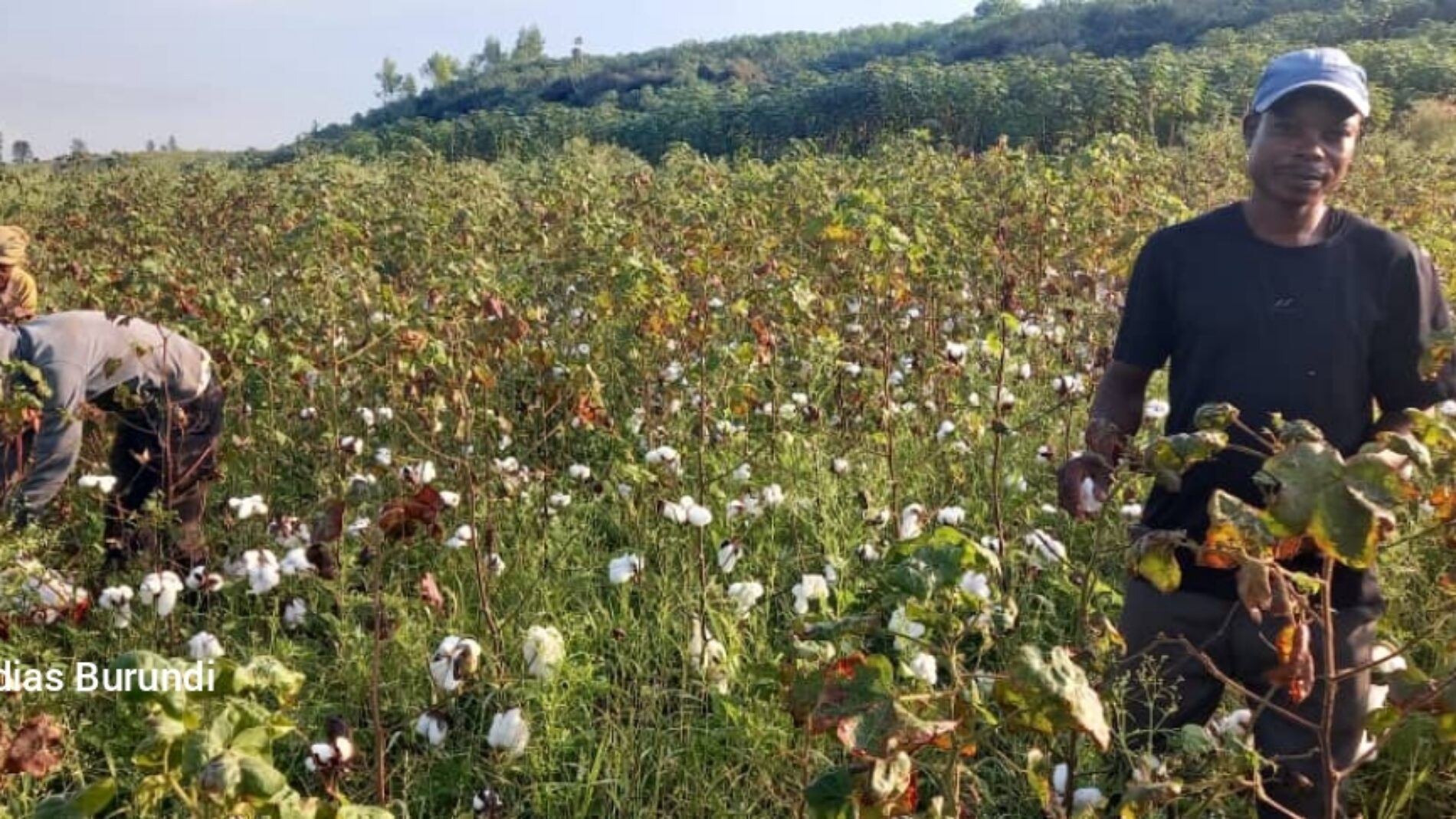 Rugombo : la COGERCO empêche les paysans de cultiver les terres sur la sous-colline Miduha