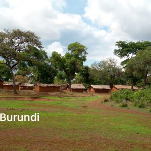 Nyarugusu (Tanzanie) : interdiction de couper les arbres