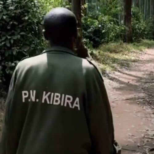Kayanza: msitu wa asili wa Kibira unaotishiwa na watu wa kiasili bila ardhi ya kulima