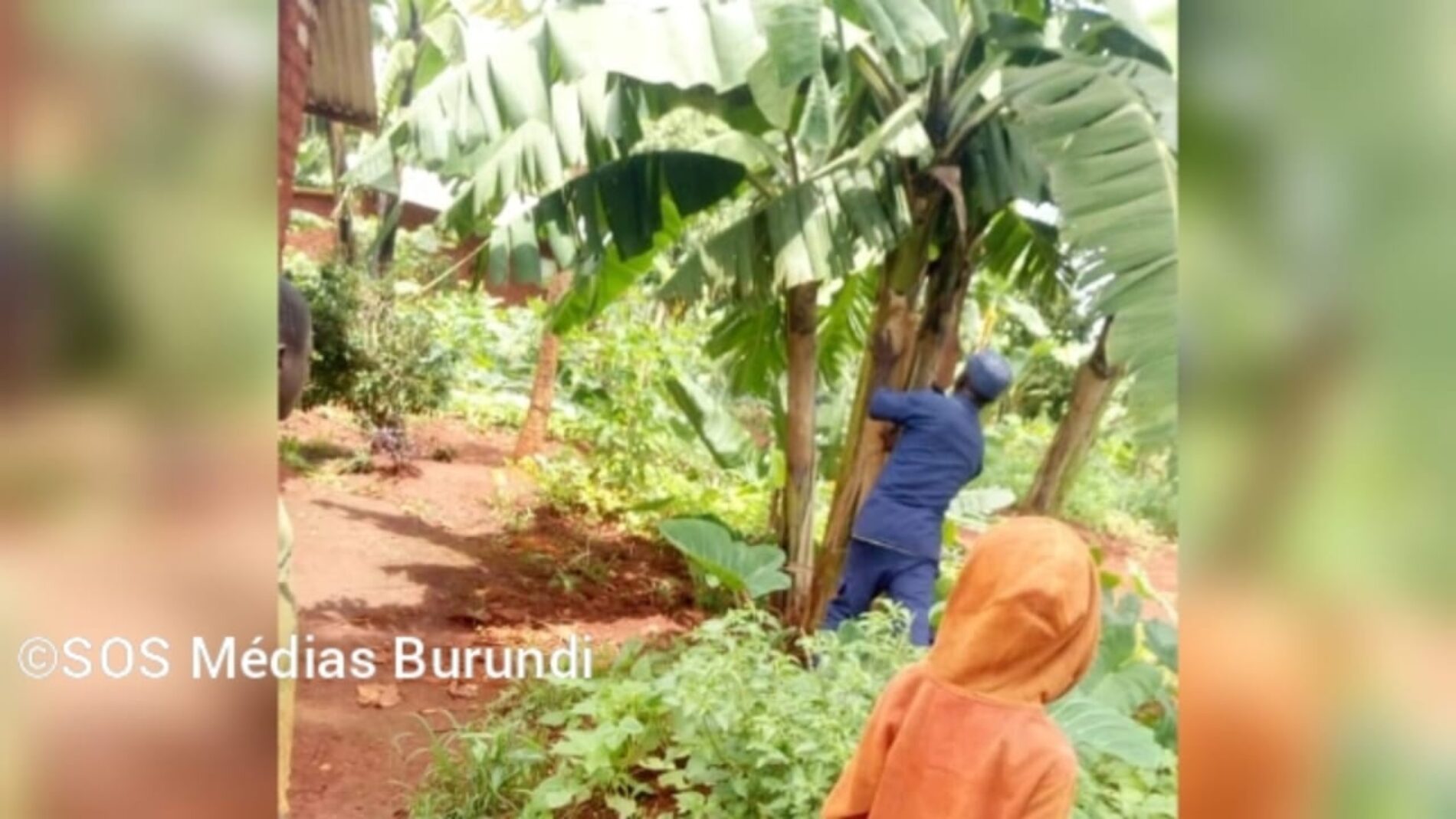 Nduta (Tanzania) : Resumption of the ransacking of refugees’ fields