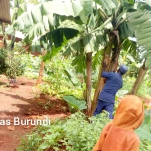 Nduta (Tanzania) : Resumption of the ransacking of refugees’ fields