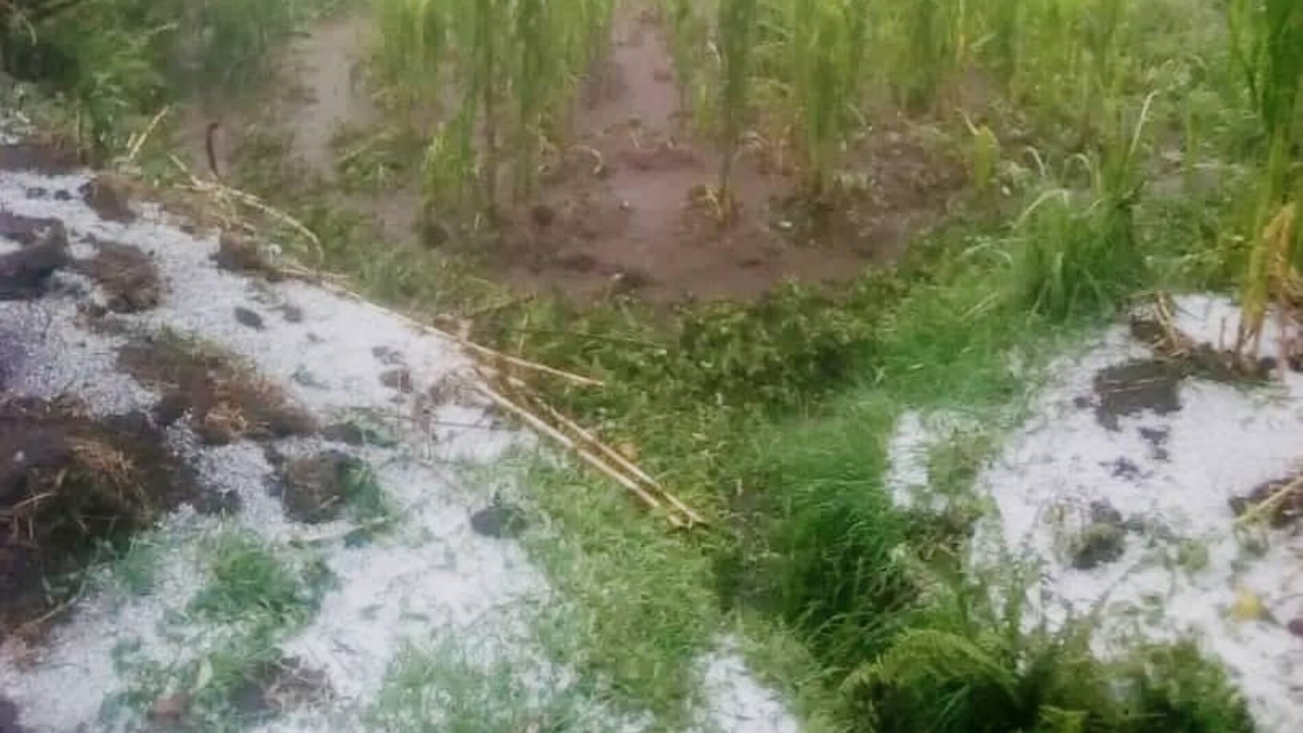 Mugamba : plusieurs champs emportés par des pluies mêlées à de la grêle