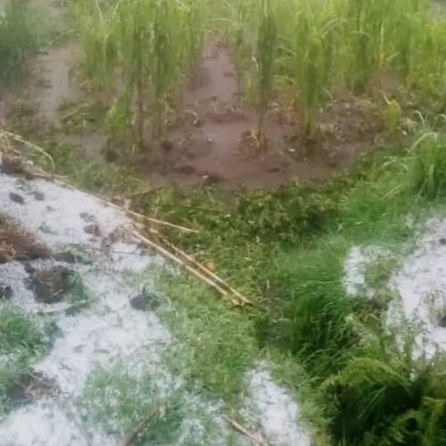 Mugamba : plusieurs champs emportés par des pluies mêlées à de la grêle
