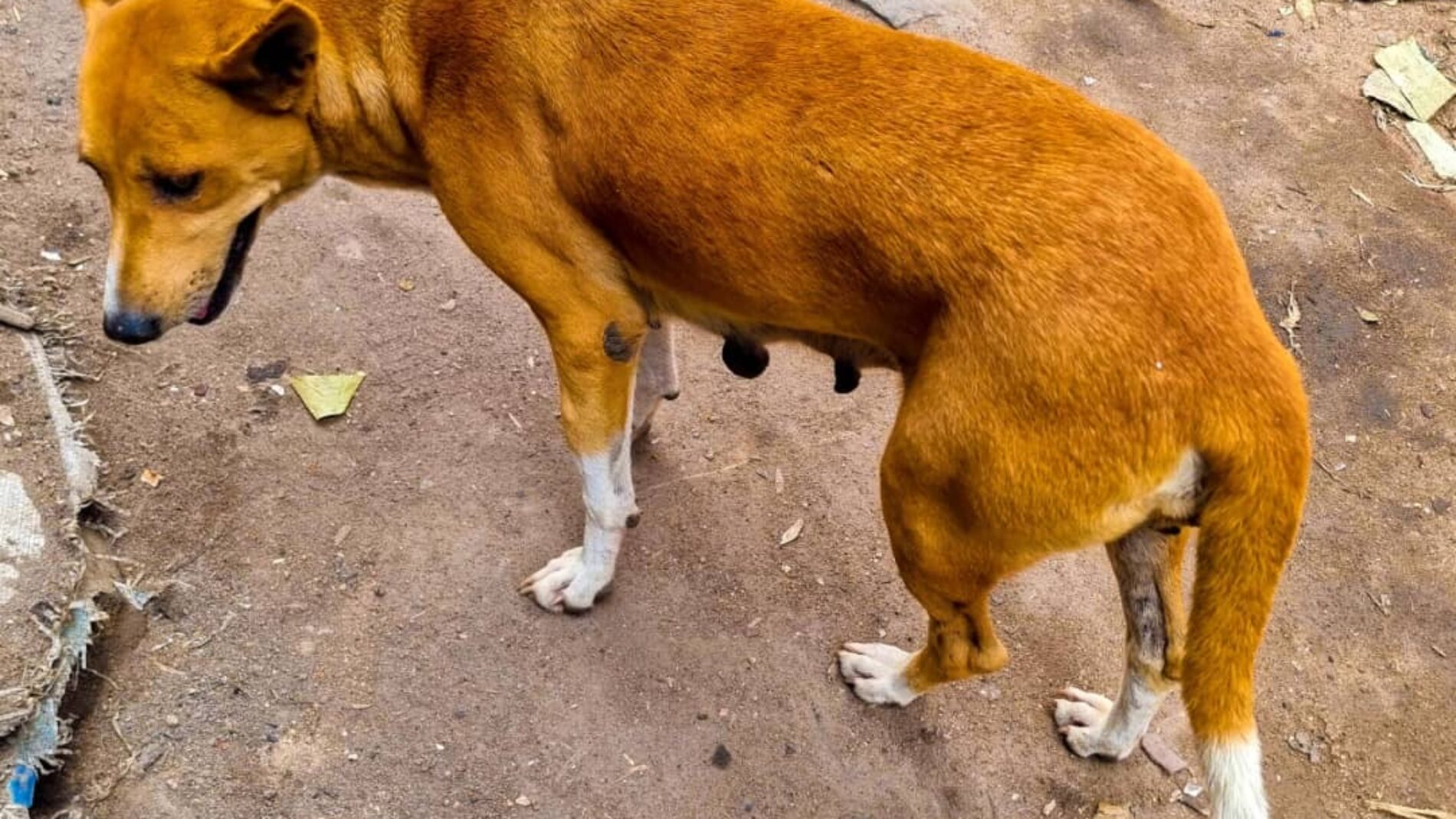 Kayanza : at least 16 people bitten by stray dogs