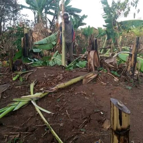 Kayanza: mtu aliyezuiliwa kwa kuharibu shamba la migomba la mamake