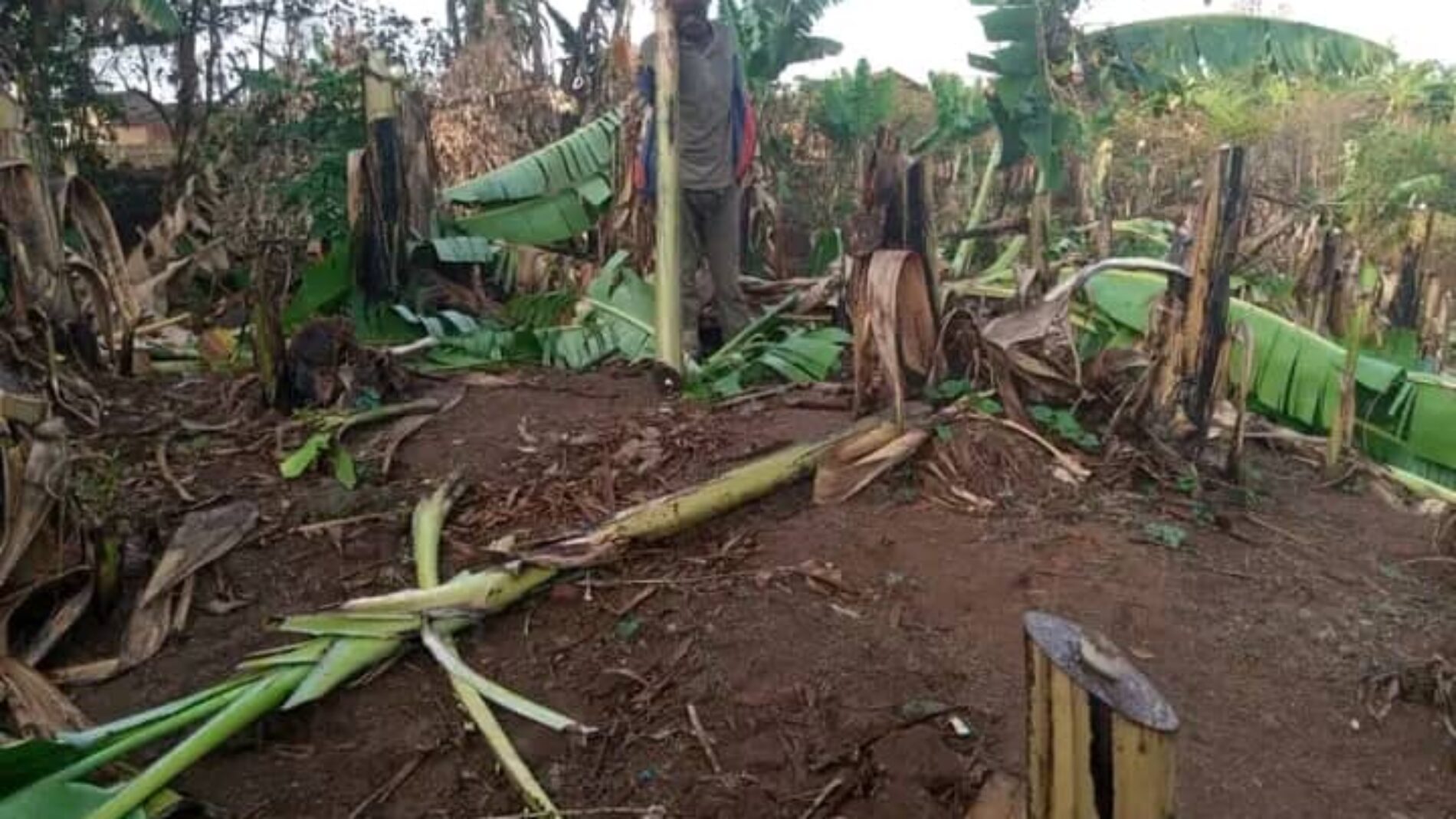 Kayanza: a man detained for destroying a banana field belonging to his mother