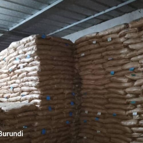 Bubanza : farmers complain about the lack of corn seeds