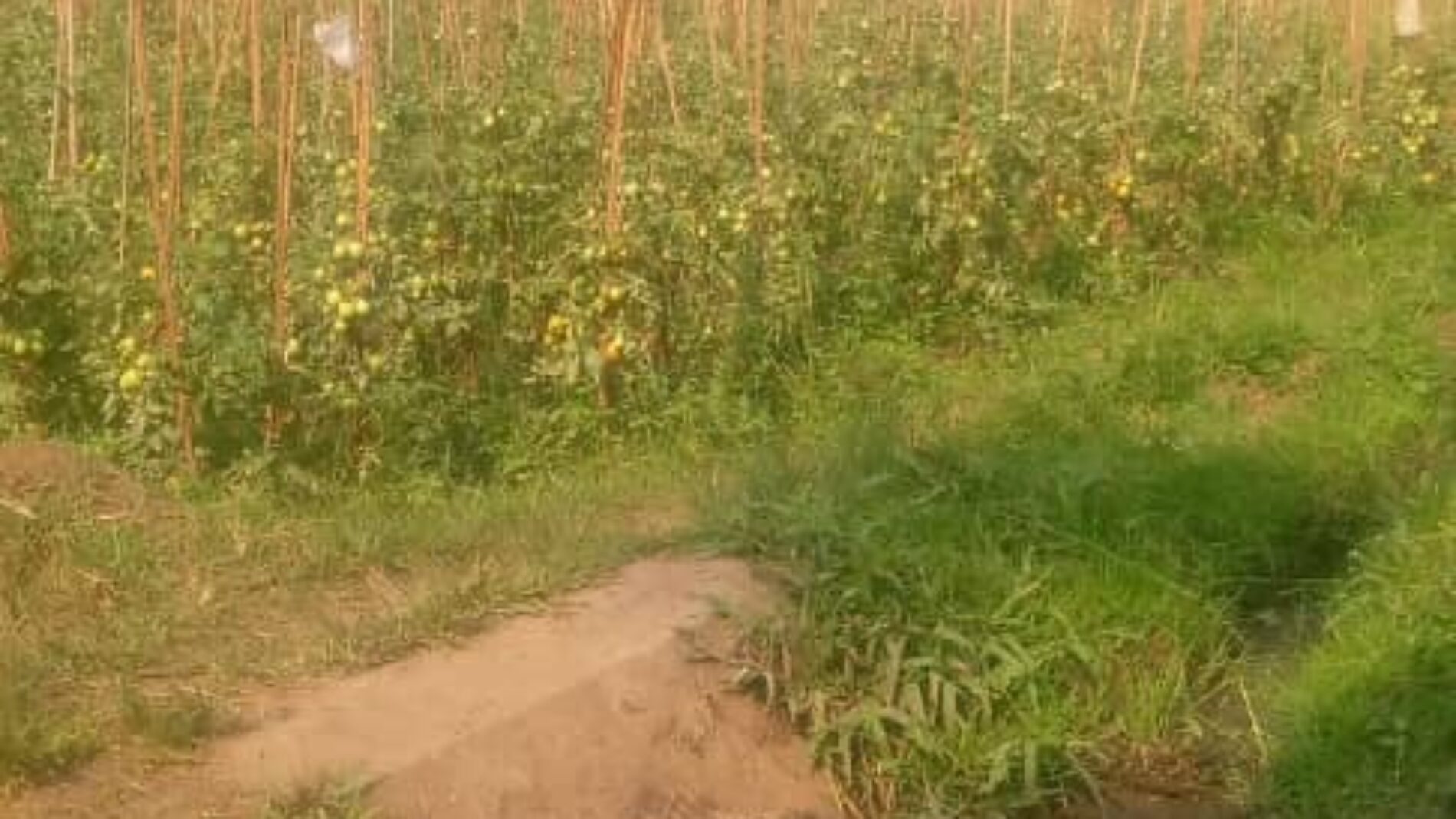 Nyanza-Lac : un représentant des agriculteurs arrêté