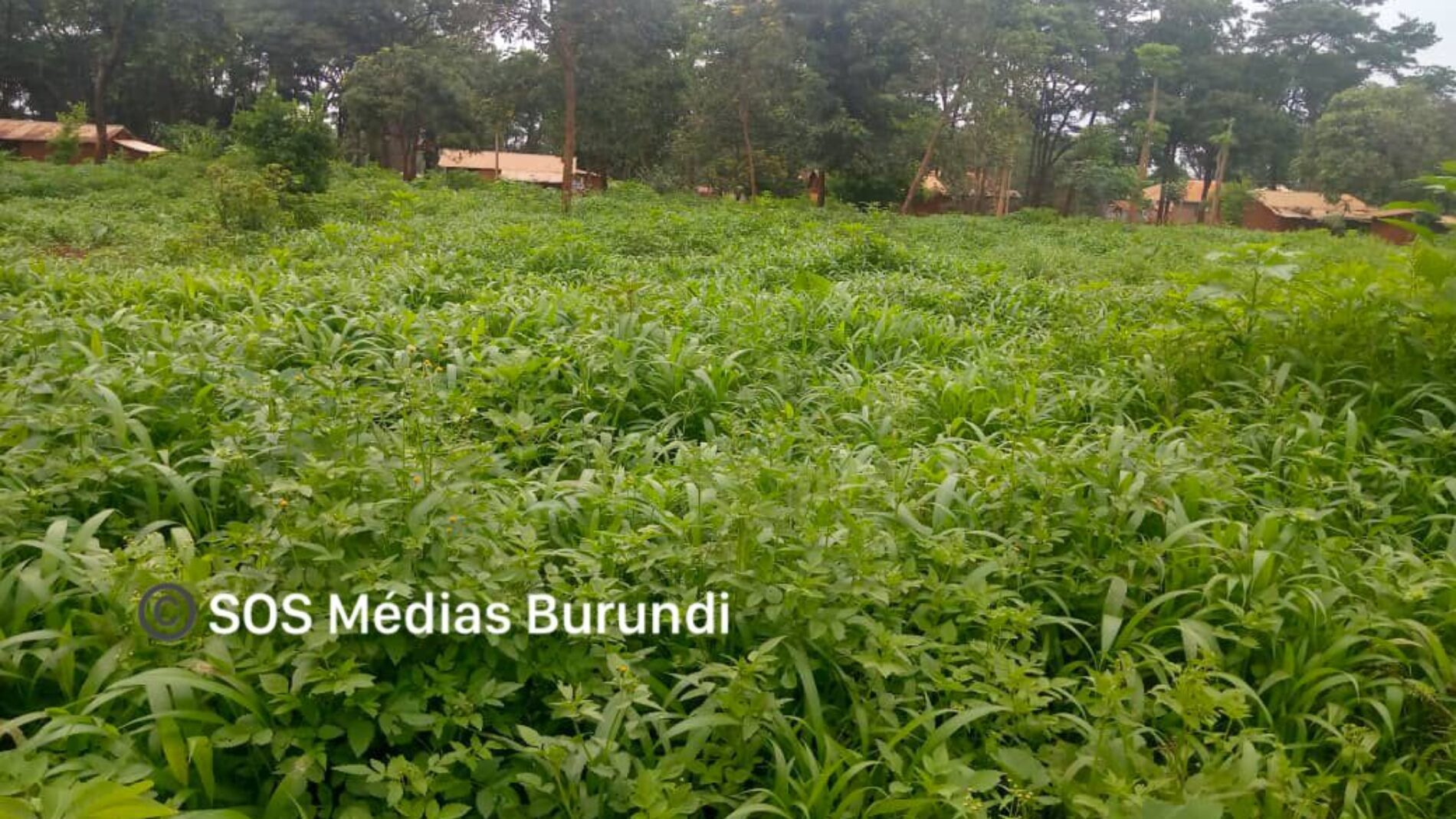 Nduta (Tanzania) : a camp turning into a savannah?