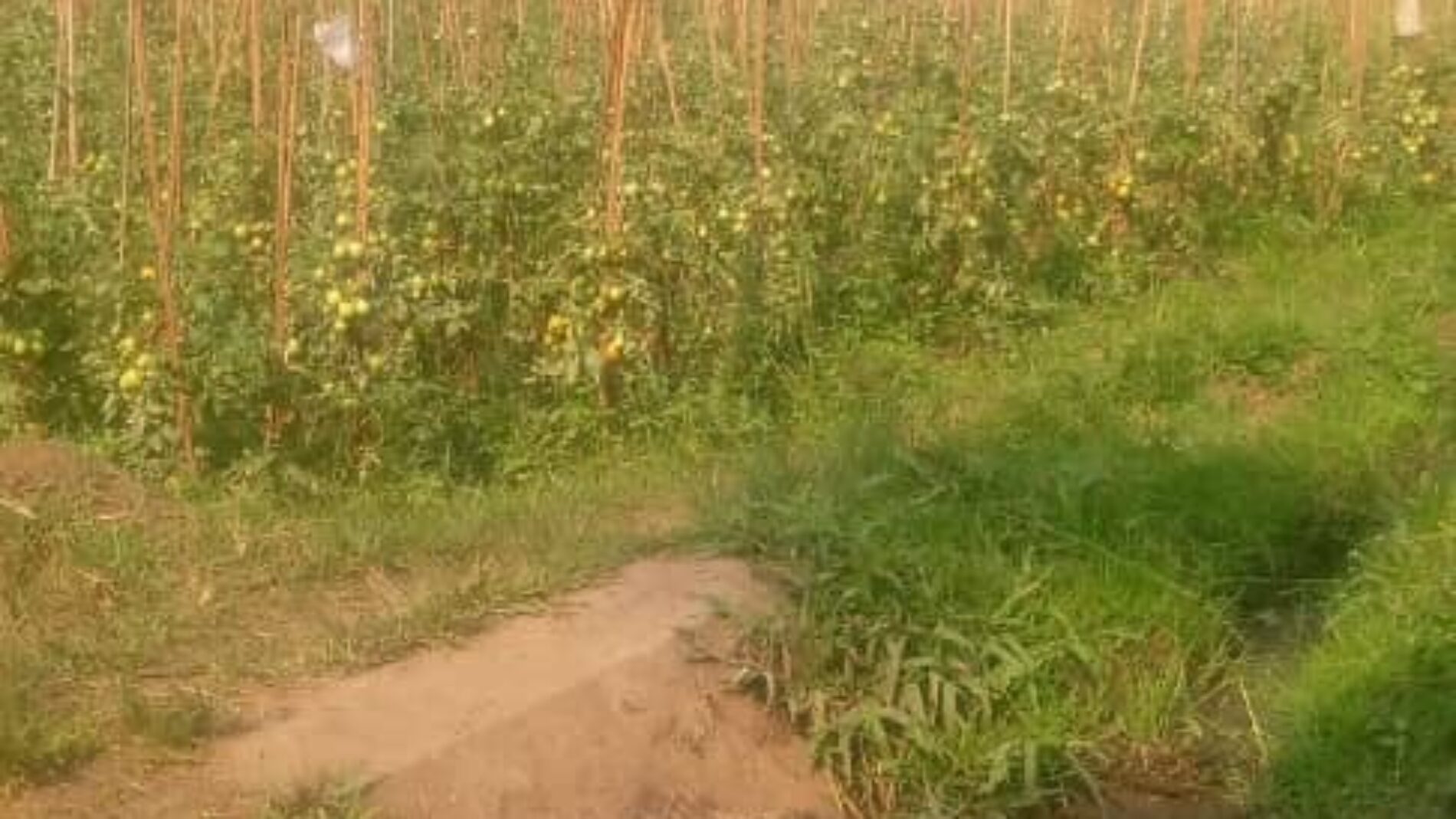 Nyanza-Lac: mwakilishi wa wakulima aliyekamatwa