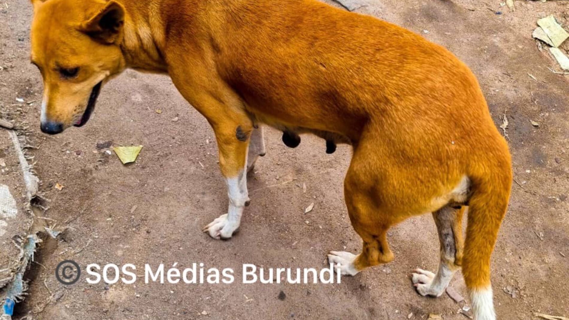 Kayanza : 19 people bitten by stray dogs in Gahombo, rabies vaccine out of stock