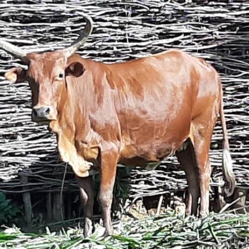 Bururi : the lumpy skin disease threatens livestock, herders in distress