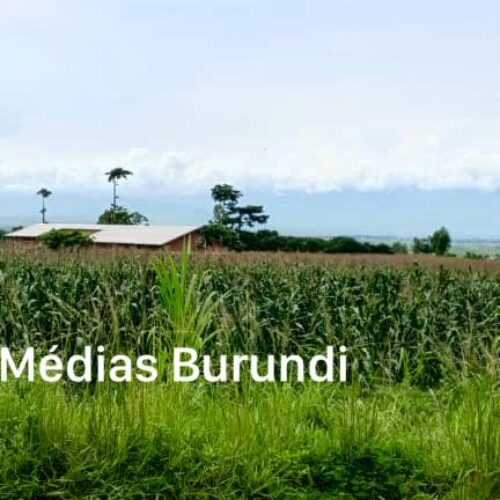 Buganda : three families reclaim their land occupied by dignitaries close to the government