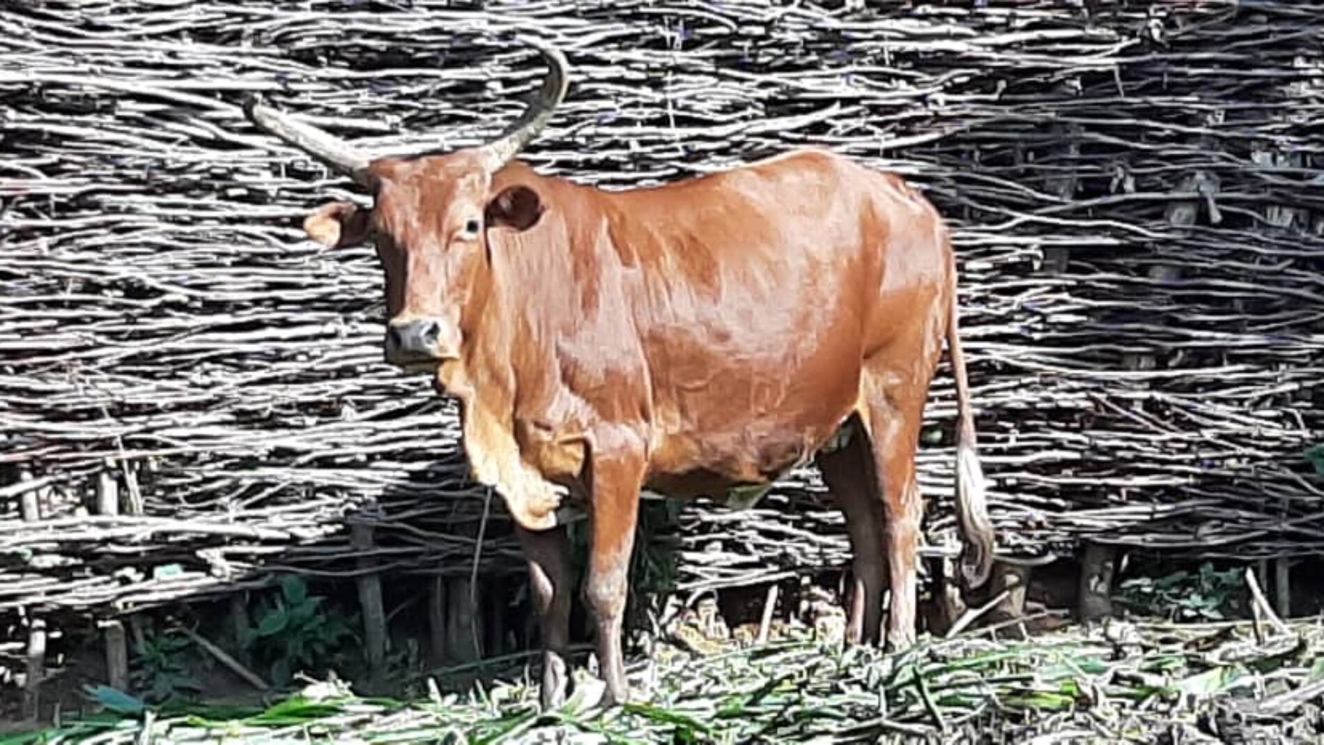 Bururi: ugonjwa wa ngozi unatishia mifugo, wafugaji katika dhiki