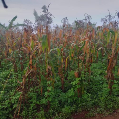 Kinama : faced with the reduction in WFP food aid, Congolese refugees turn to corn farming