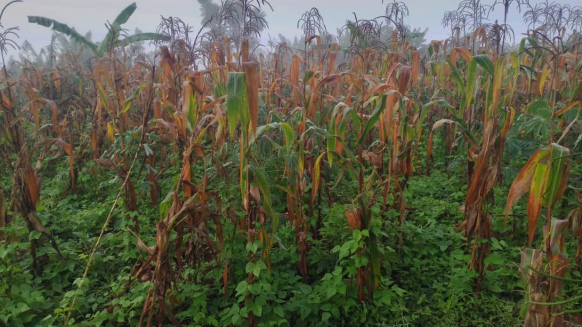 Kinama: wanakabiliwa na kupunguzwa kwa msaada wa chakula kutoka kwa WFP, wakimbizi wa Kongo wageukia kilimo cha mahindi