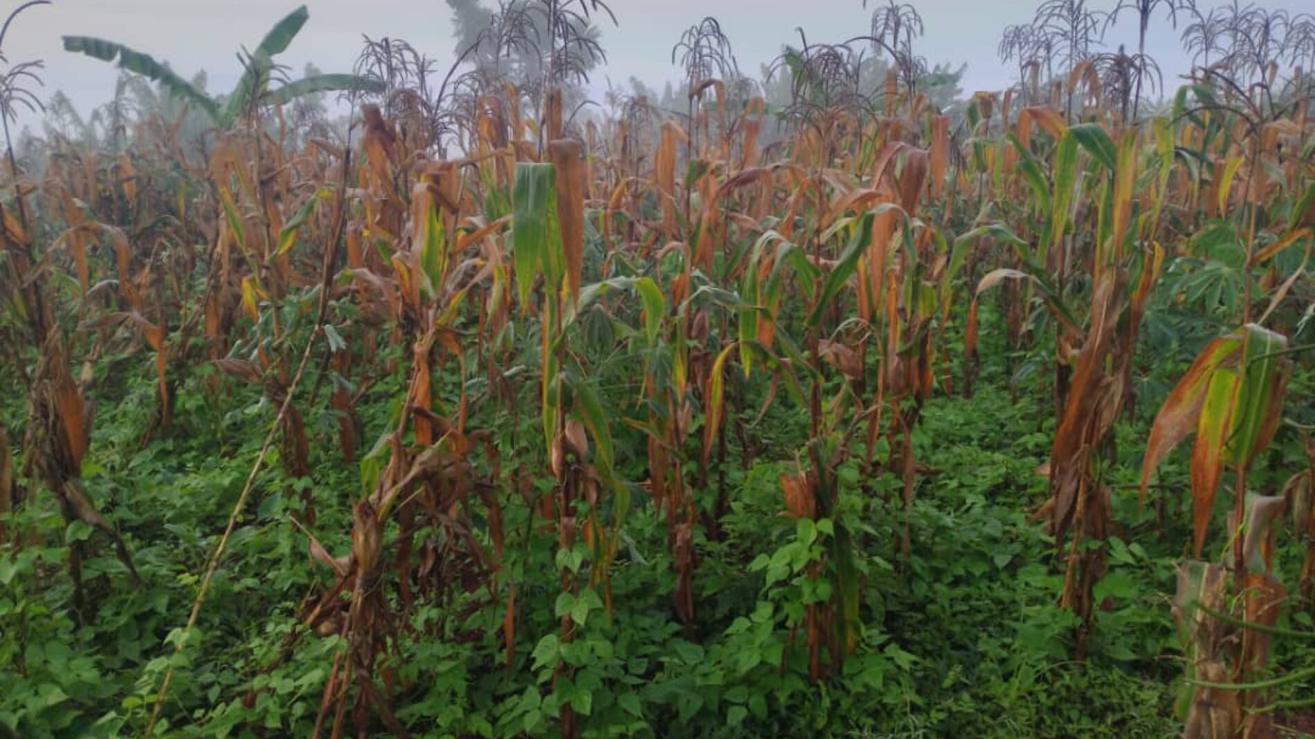Kinama : face à la réduction de l’aide alimentaire du PAM, des réfugiés congolais se tournent vers la culture du maïs