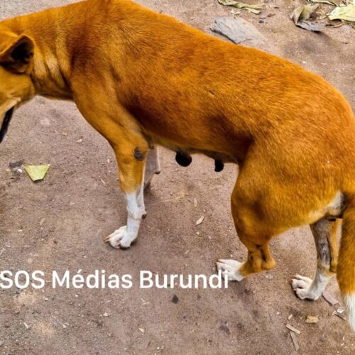 Alerte à la rage : près de 20 personnes mordues par des chiens errants en moins d’une semaine dans les communes de Gitanga, Mabanda et Rutana