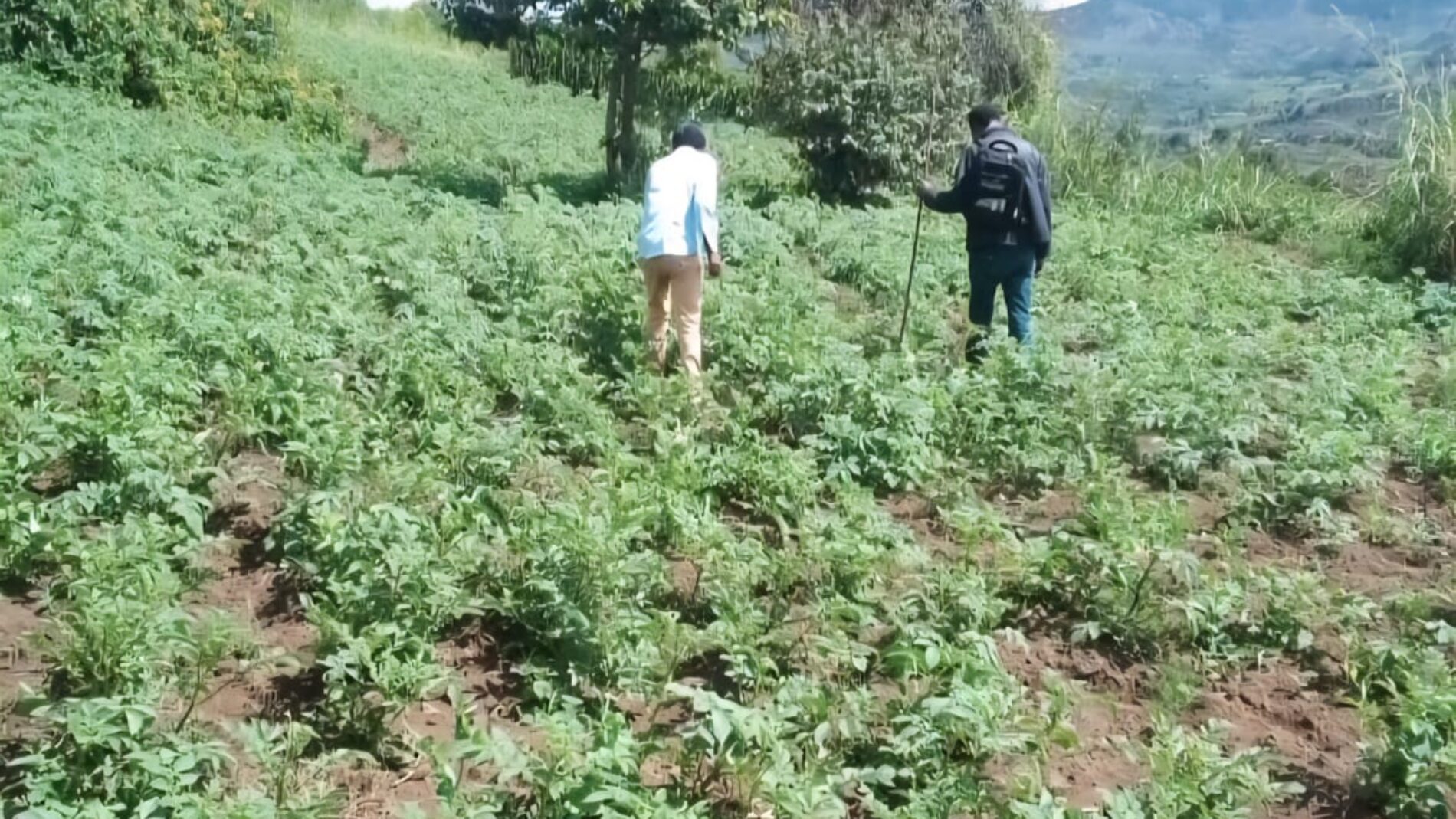 Rwibaga : the potato devours the forest