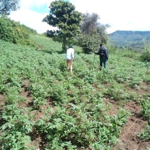 Rwibaga : the potato devours the forest