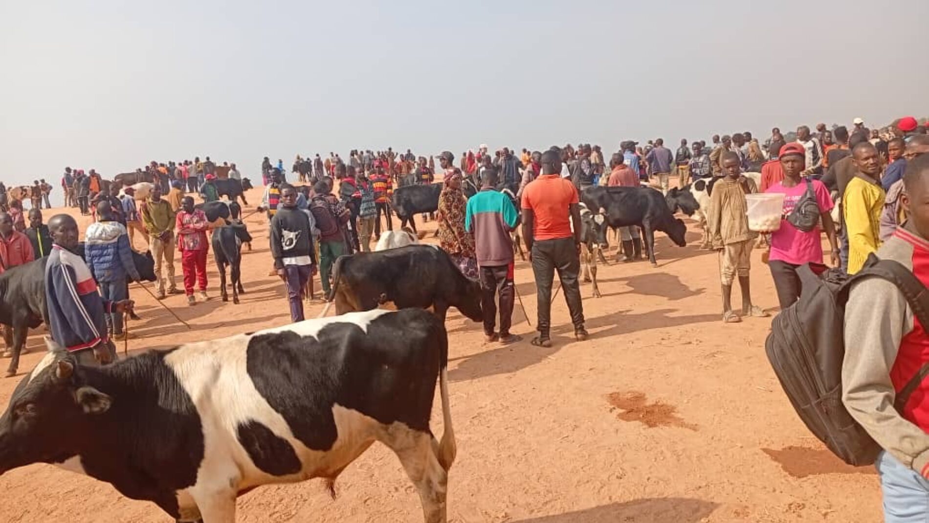 Ndora : livestock farmers denounce stifling livestock taxation