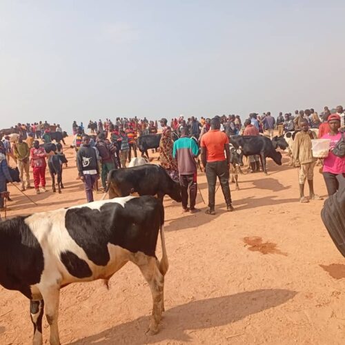 Ndora : livestock farmers denounce stifling livestock taxation