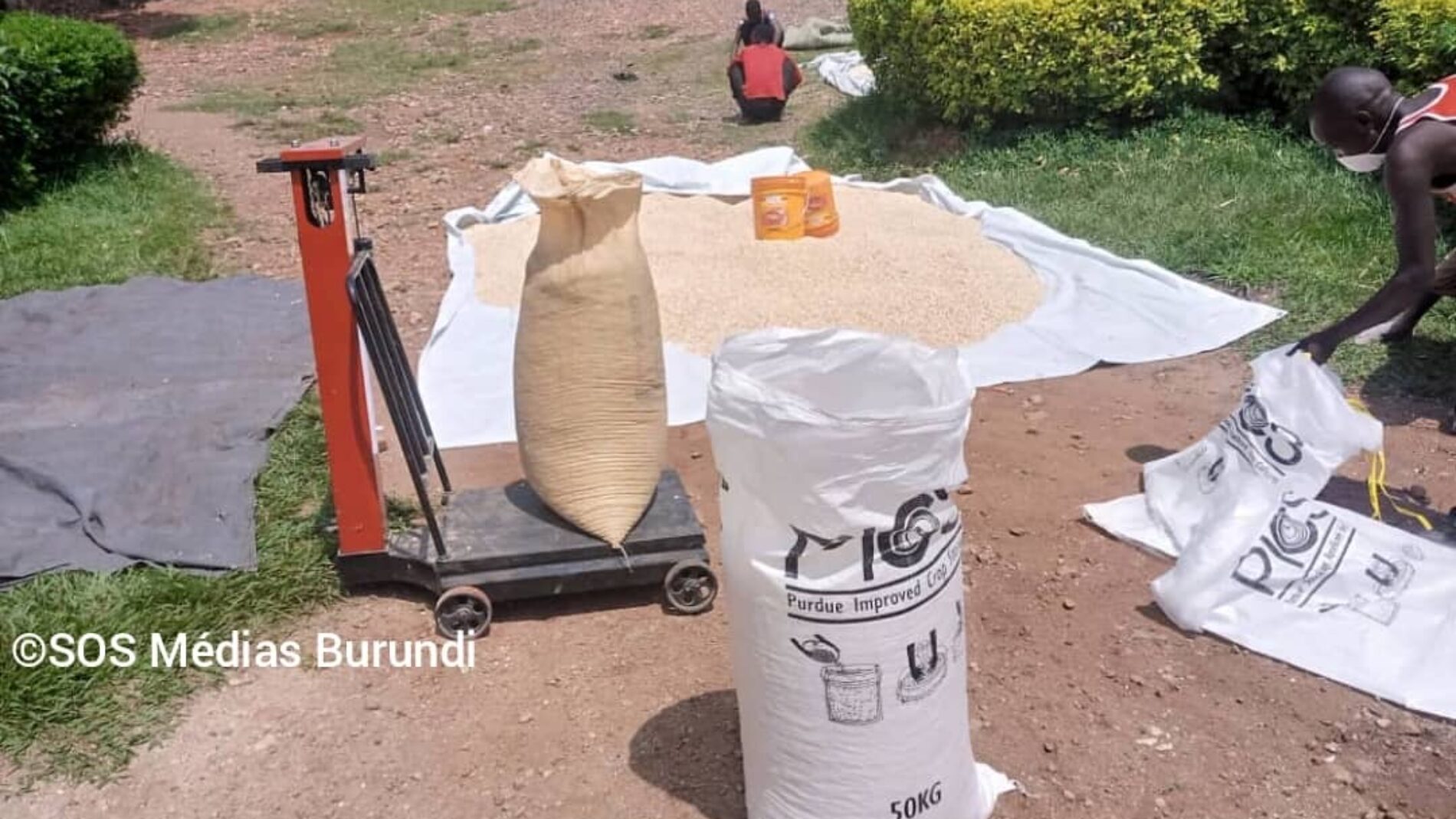 Bururi–Matana : farmers cry scam after three months without ANAGESSA payment